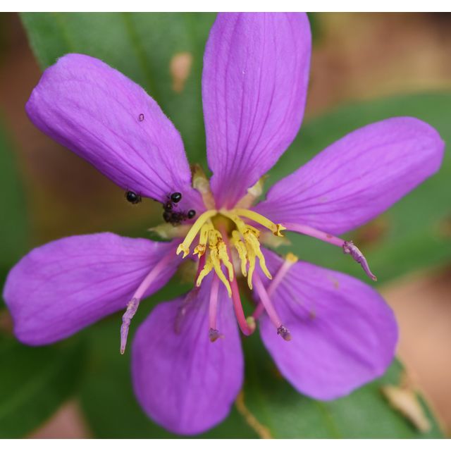 Melastoma malabathricum