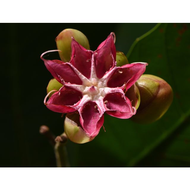 Dillenia suffruticosa