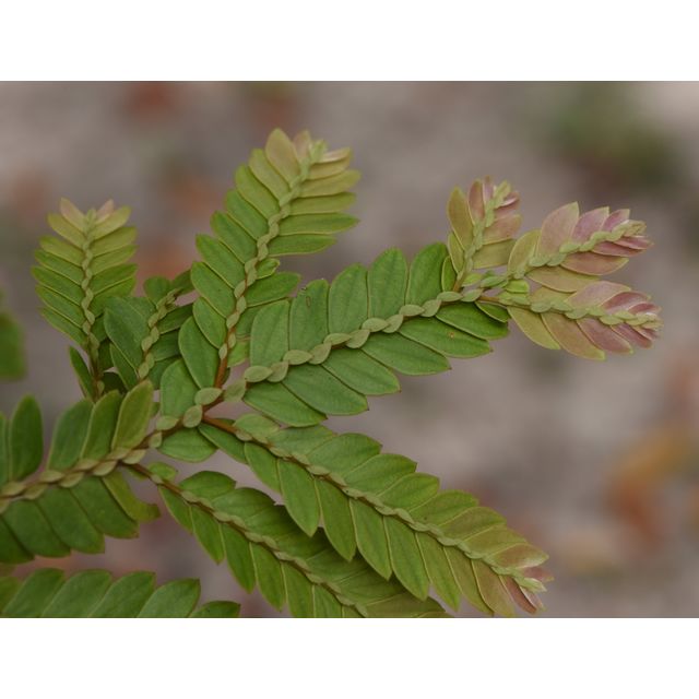 Anisophyllea disticha