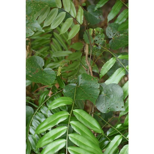 Stenochlaena palustris