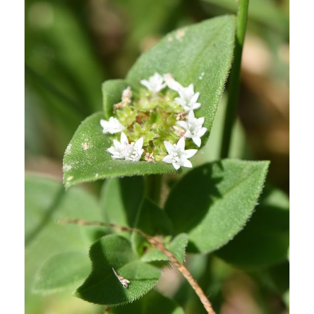 Richardia brasiliensis