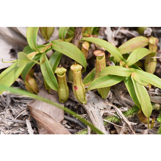 Nepenthes gracilis