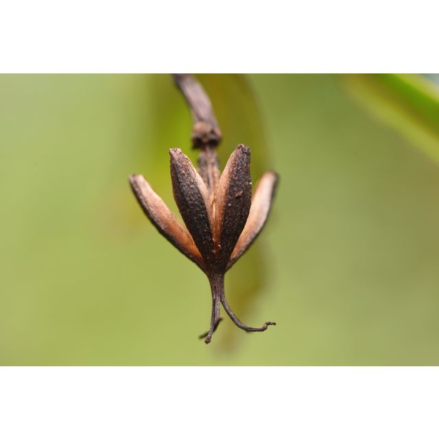 Ploiarum alternifolium