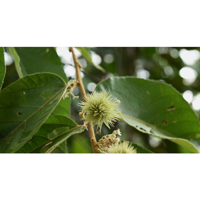 Commersonia bartramia