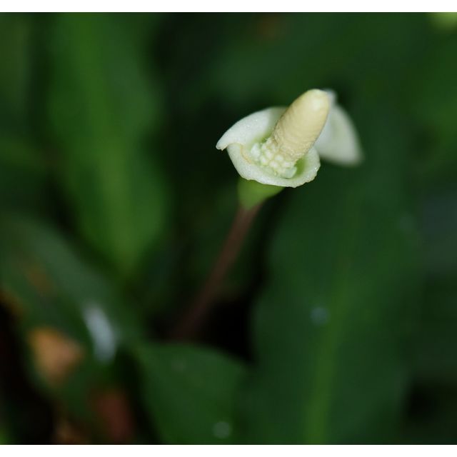 Bucephalandra oblanceolata