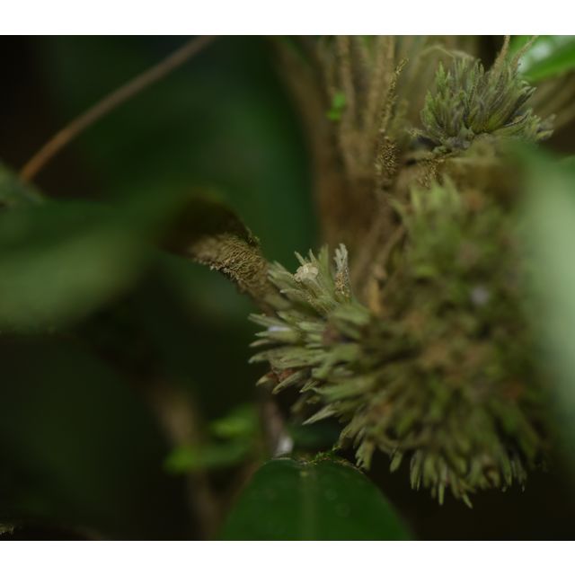 Cyanoneuron pubescens