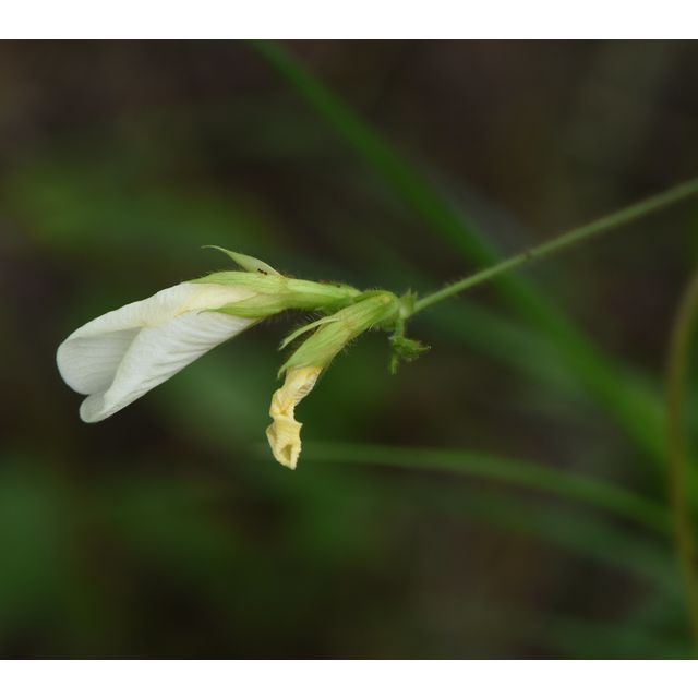 Clitoria falcata