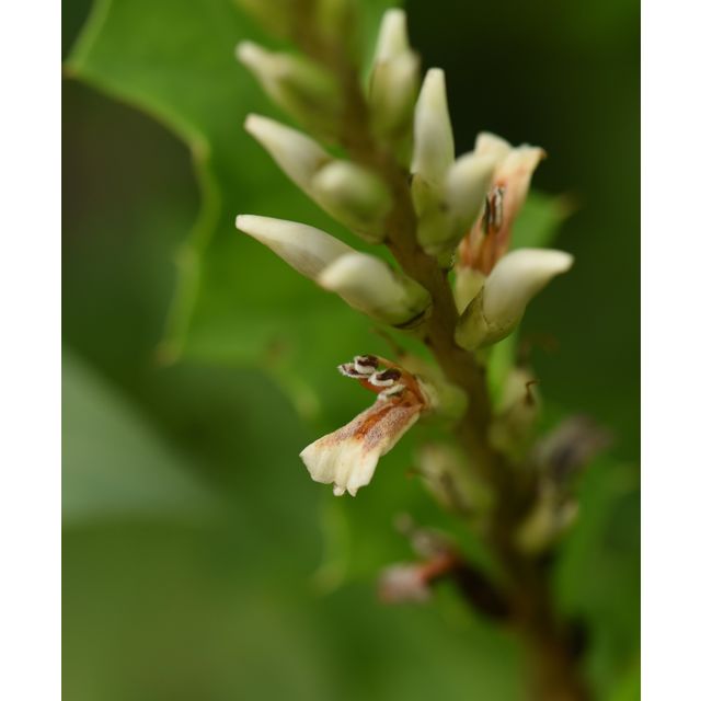 Acanthus ebracteatus