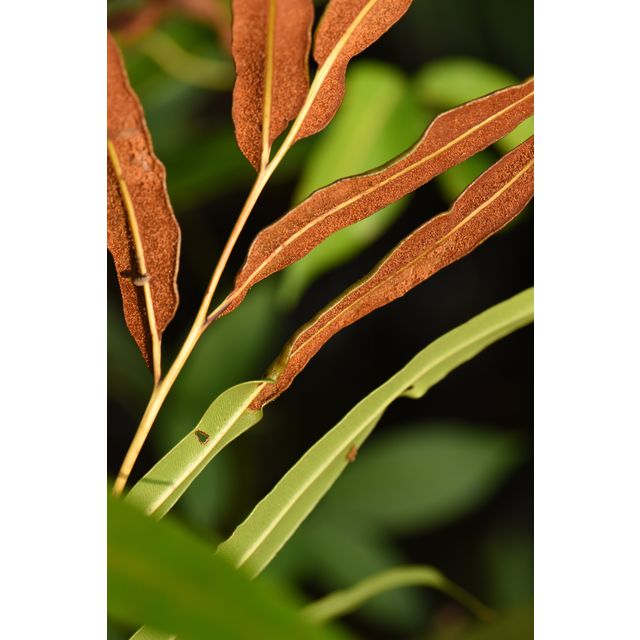 Acrostichum speciosum