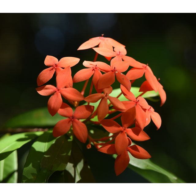 Ixora sp.