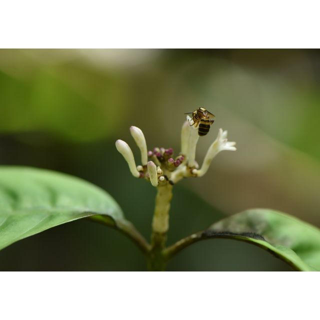 cf. Chassalia (? Psychotria)