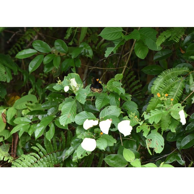 Mussaendopsis beccariana