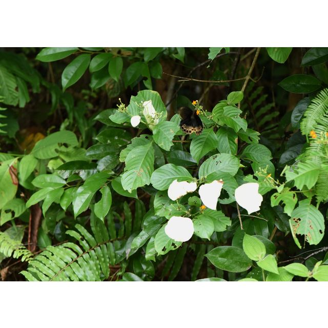 Mussaendopsis beccariana