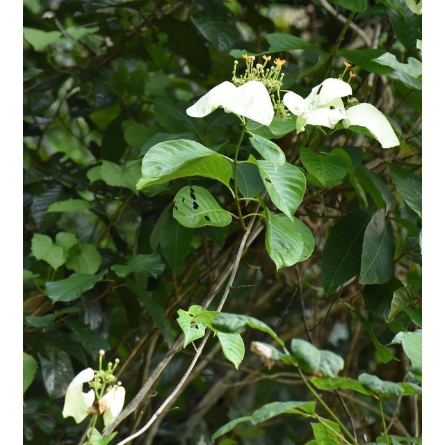 Mussaendopsis beccariana