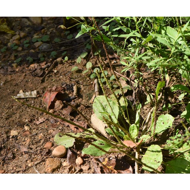 Plantago rugelii