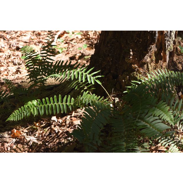 Polystichum acrostichoides