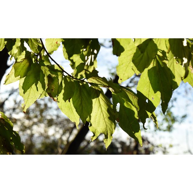 Styrax japonica