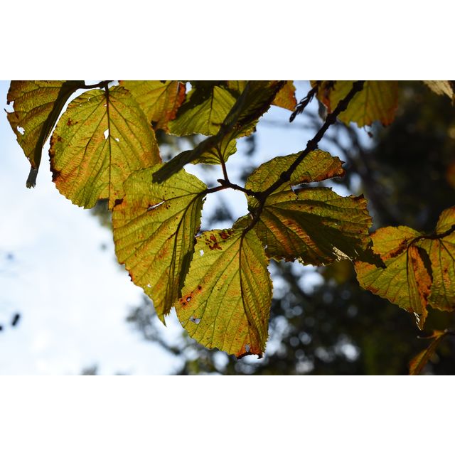 Viburnum plicatum