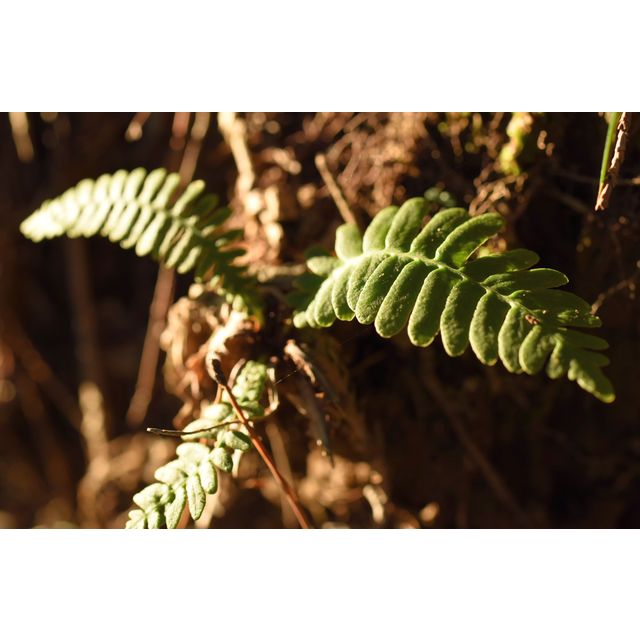 Blechnum niponicum