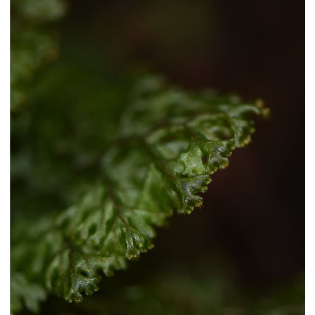 Hymenophyllum sp.