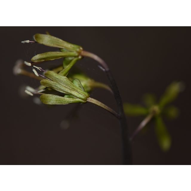 Heloniopsis orientalis (male stage)