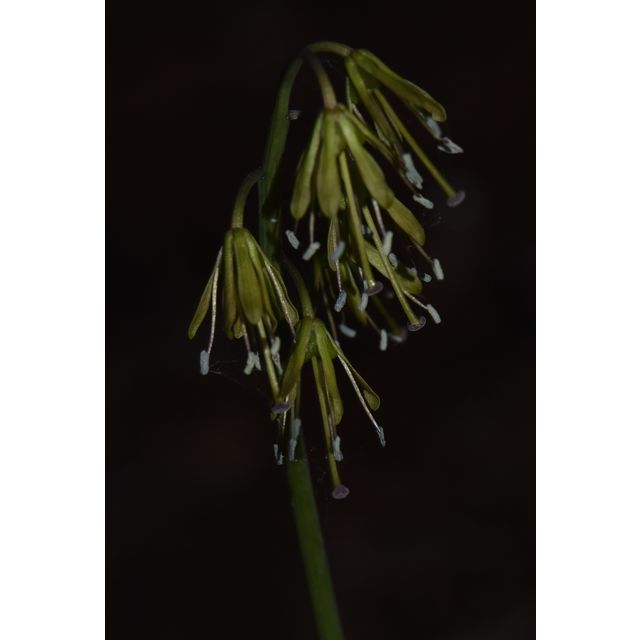 Heloniopsis orientalis (male stage)