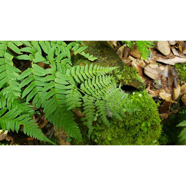 Dryopteris lacera
