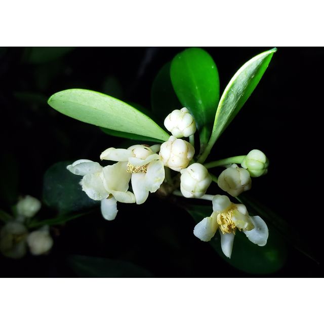 Ternstroemia gymnanthera