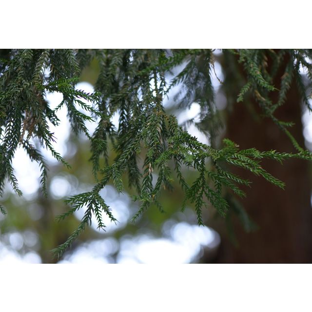 Taiwania cryptomerioides