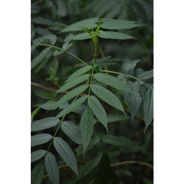 Sambucus chinensis