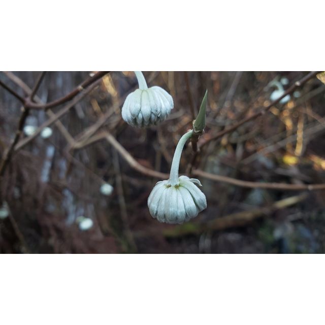 Edgeworthia chrysantha, ミツマタ, 三椏, 