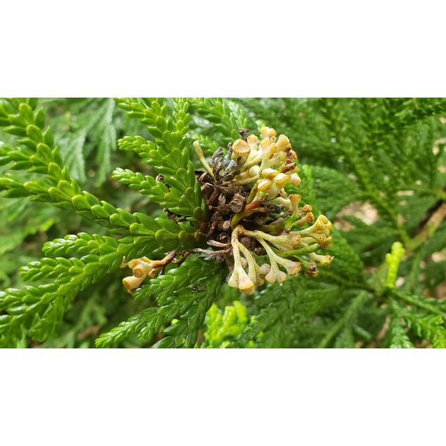 Blastospora betulae on Thujopsis dolabrata