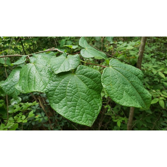 Disanthus cercidifolius