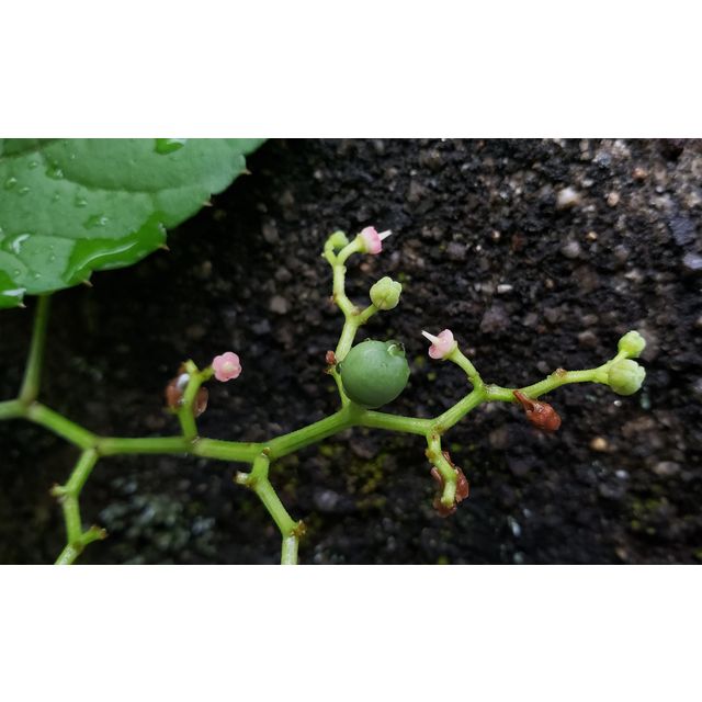 Cayratia japonica, yabu-garashi