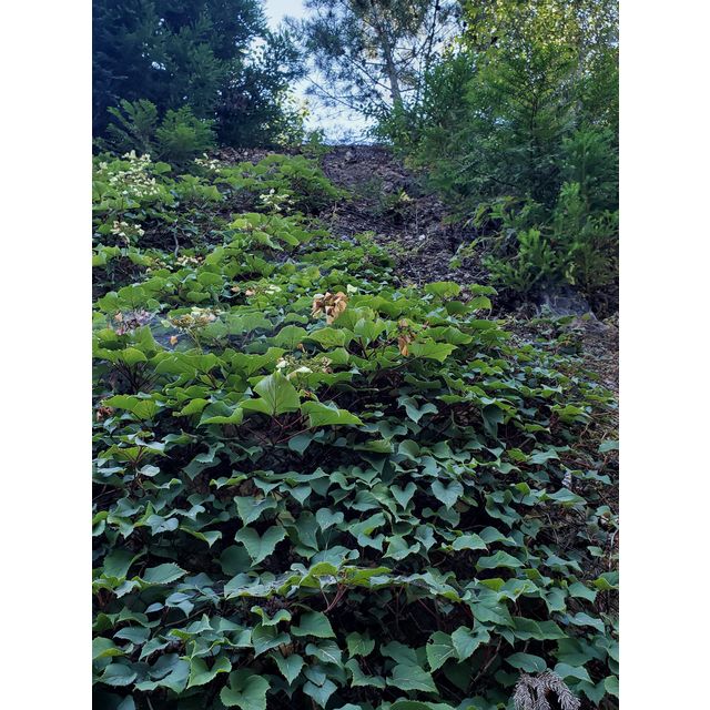 Schizophragma hydrangeoides