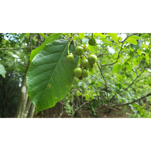 Neoshirakia japonica