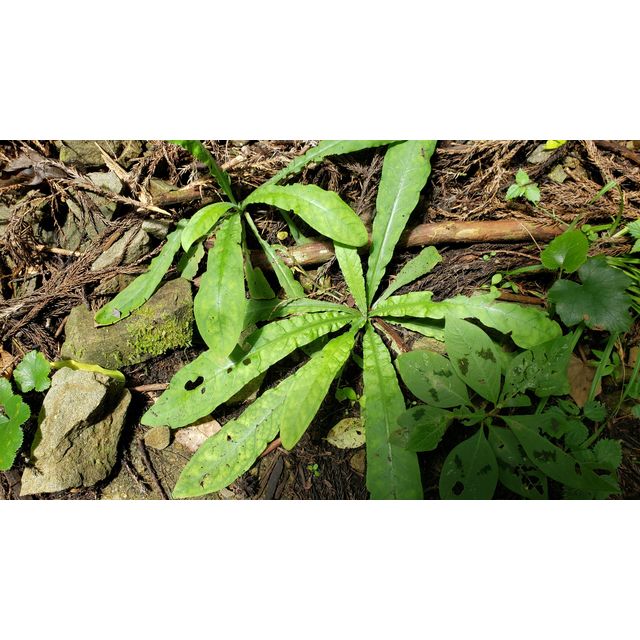 Omphalodes japonica