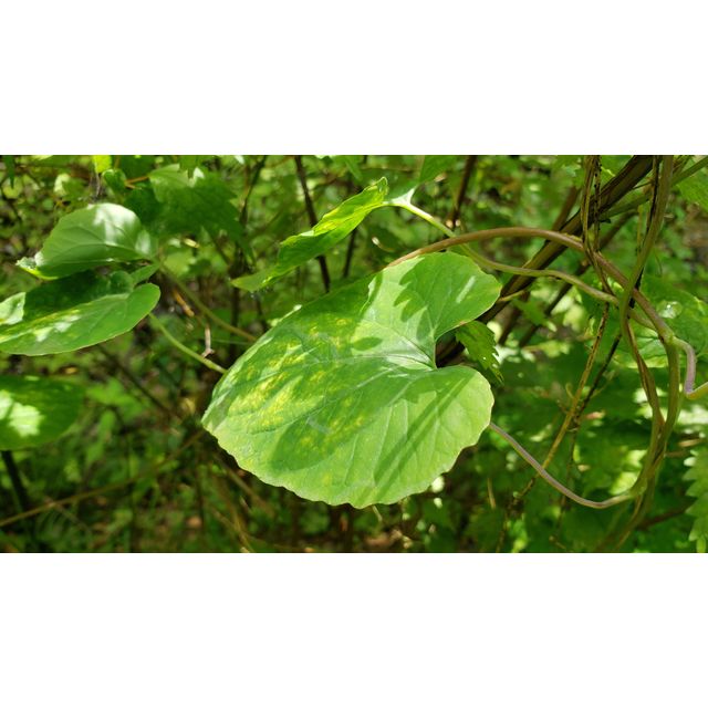Campanumoea javanica