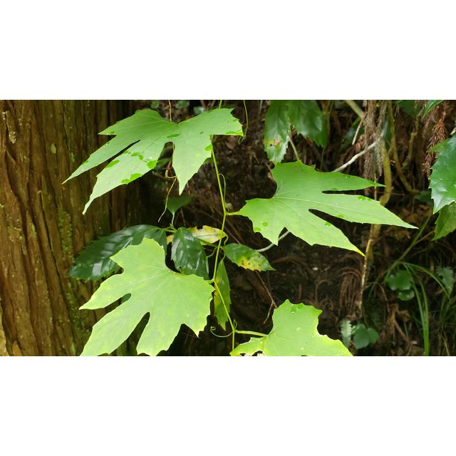 Trichosanthes multiloba