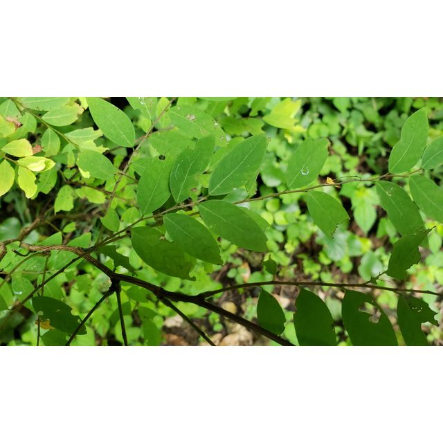 Phyllanthus flexuosus