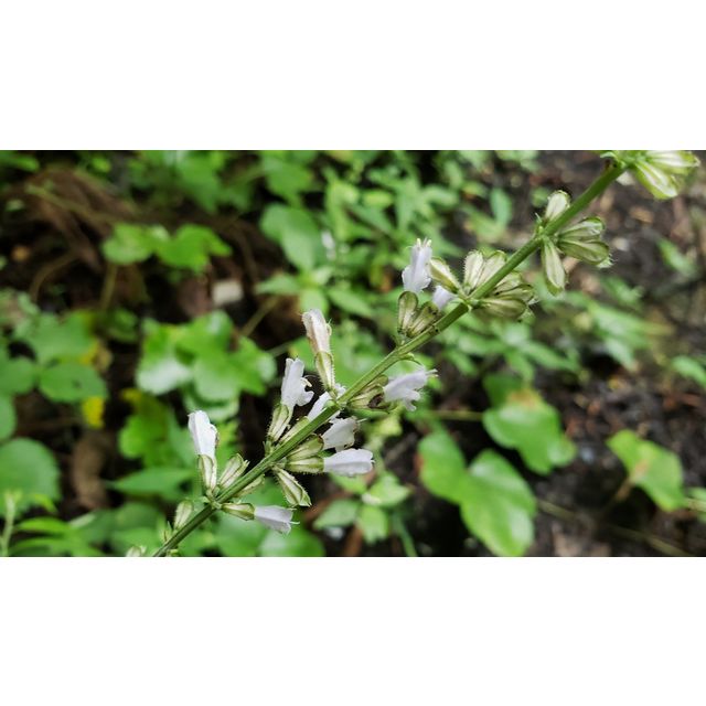 Salvia japonica