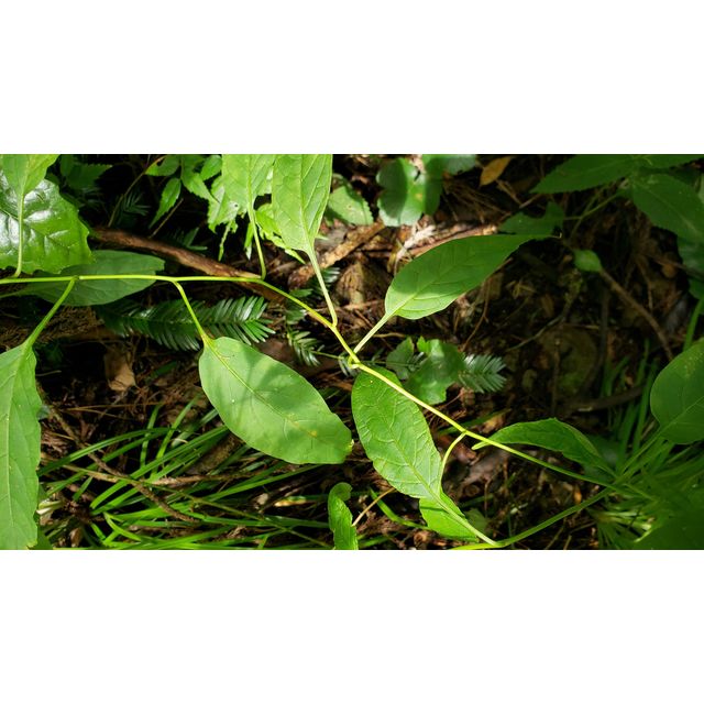 Solanum japonense