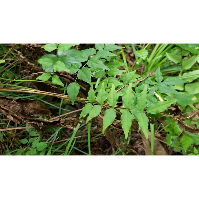 Wisteria japonica