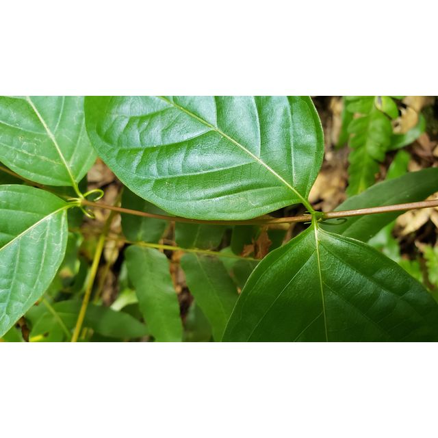 Uncaria rhynchophylla: claws are 1, then 2, then 1 again