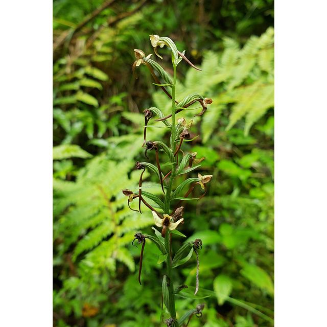 Platanthera (Habenaria) sp.