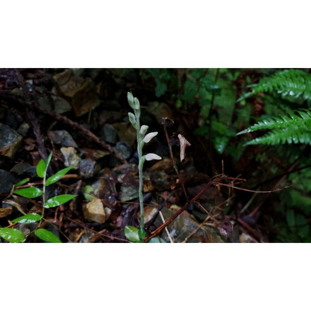 Goodyera schlechtendaliana