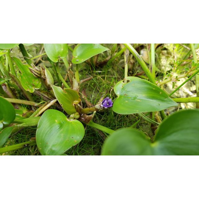 Monochoria vaginalis