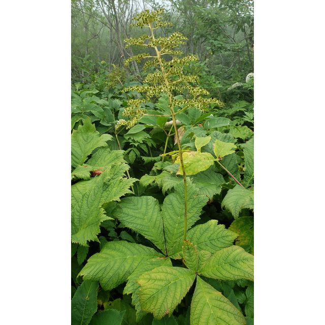Rodgersia podophylla (Saxifragaceae)