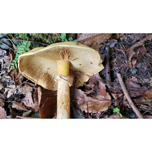 Cystodermella japonica