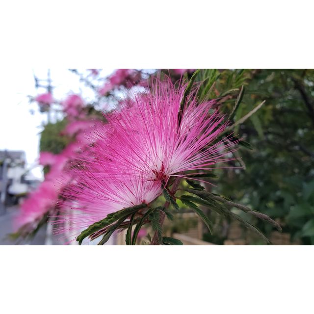 Calliandra surinamensis, Pompon De Marin